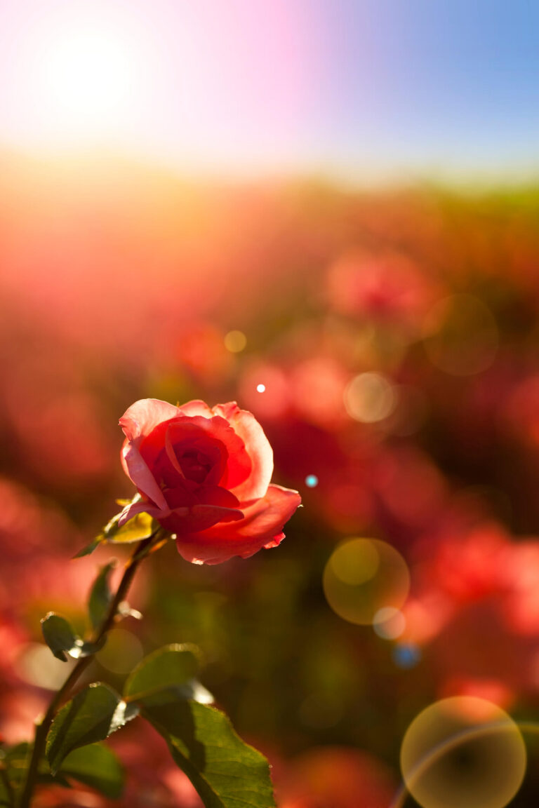 iStock 155282038 royal rose 768x1152